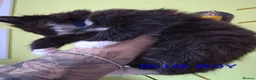 Mixed Breed cats for sale: Beauty litter of ragcoon -tuxedo cross  in Preston - Advert 5