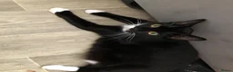 British Shorthair cats for sale: Kittens for sale  - Advert 1