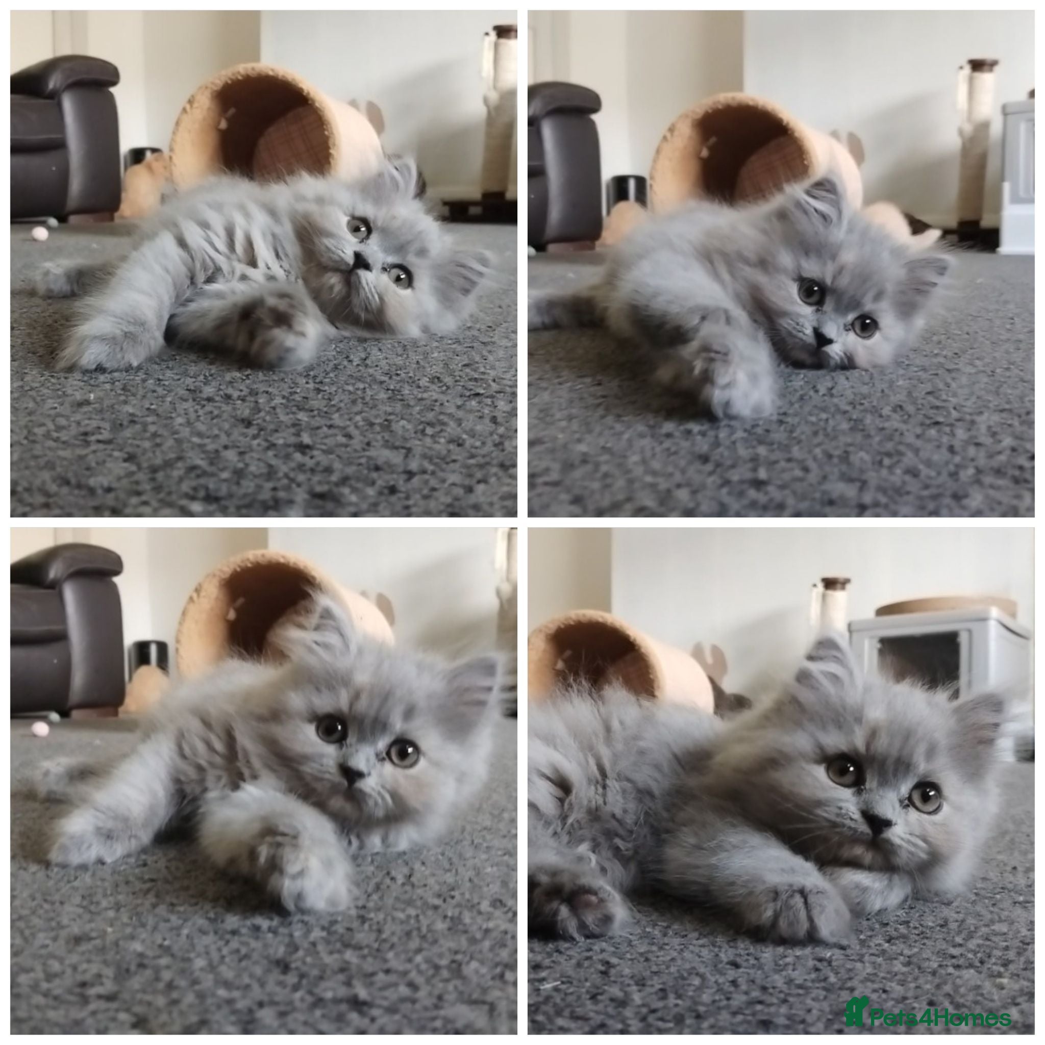 British Shorthair cats Stunning BSH/BLH Kittens for Sale  - Advert 2