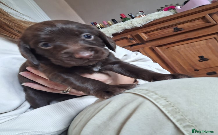 Sprocker dogs - Advert 4