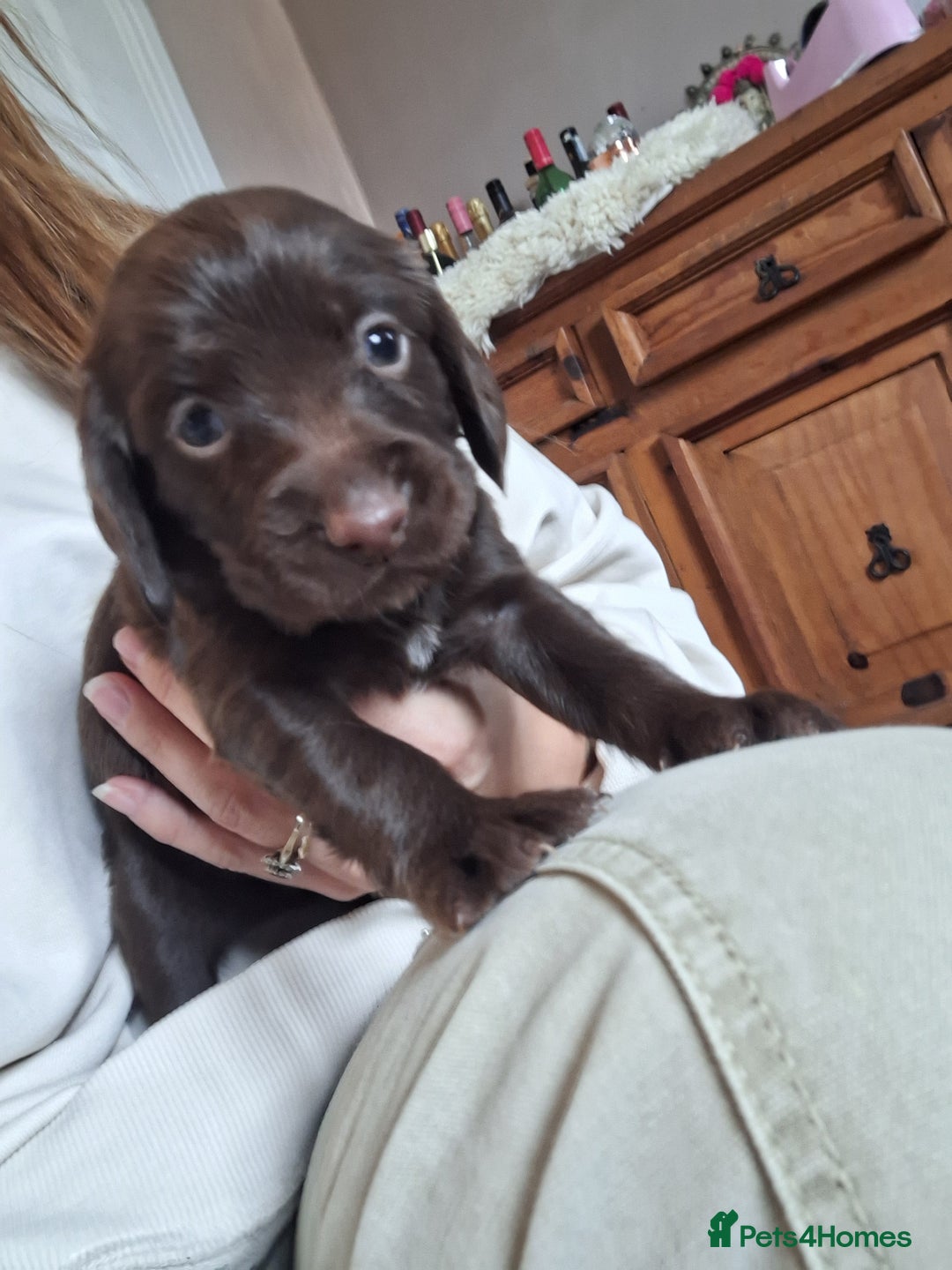 Sprocker dogs for sale: Beautiful Sprocker Spaniel Puppies  - Image 12