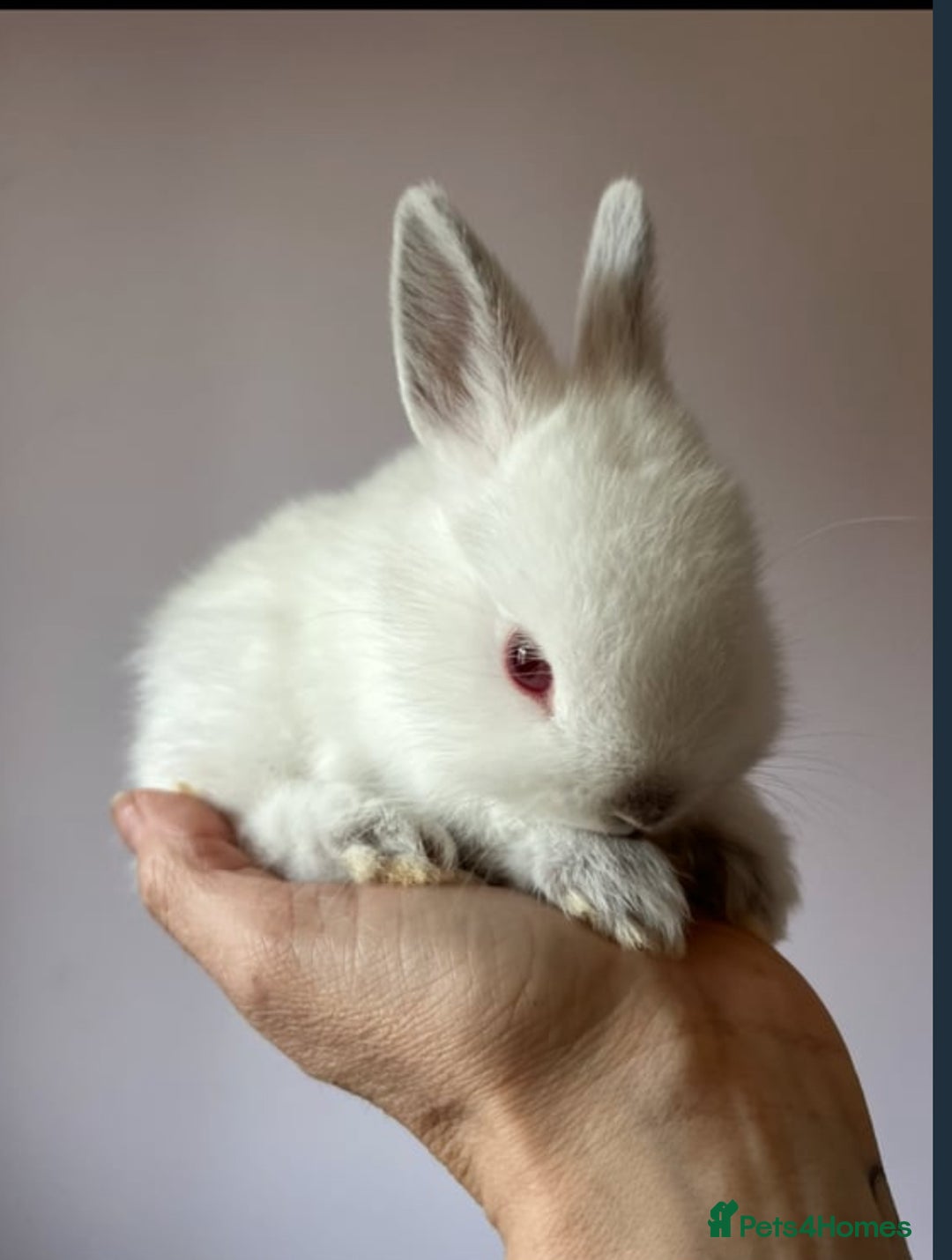 Netherland Dwarf rabbits for sale: Stunning pure bred Netherlands dwarf kits  - Image 10