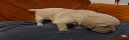 Golden Retriever dogs for sale: KC Golden retriever pups, fame & champion lines - Advert 31