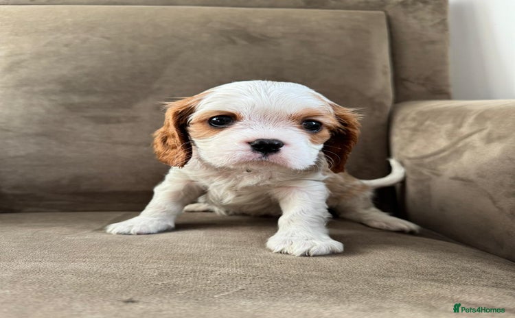 Cavalier King Charles Spaniel dogs One little  boy left  - Advert 15