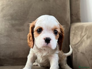 Cavalier King Charles Spaniel dogs One little boy left - Advert 7
