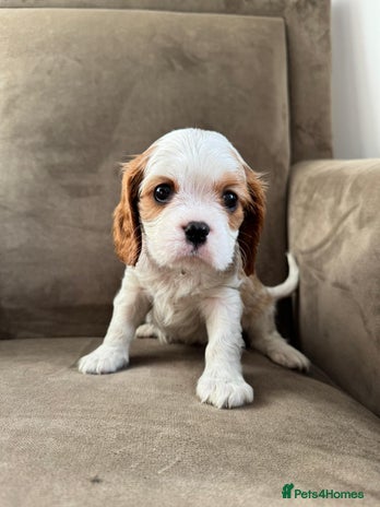 Cavalier King Charles Spaniel dogs One little boy left - Advert 15