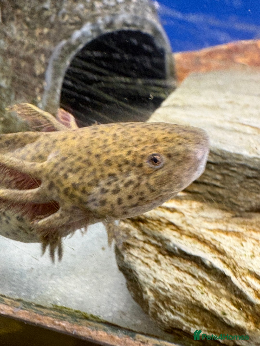 Axolotl reptiles for sale: Adorable Axolotls  - Image 3