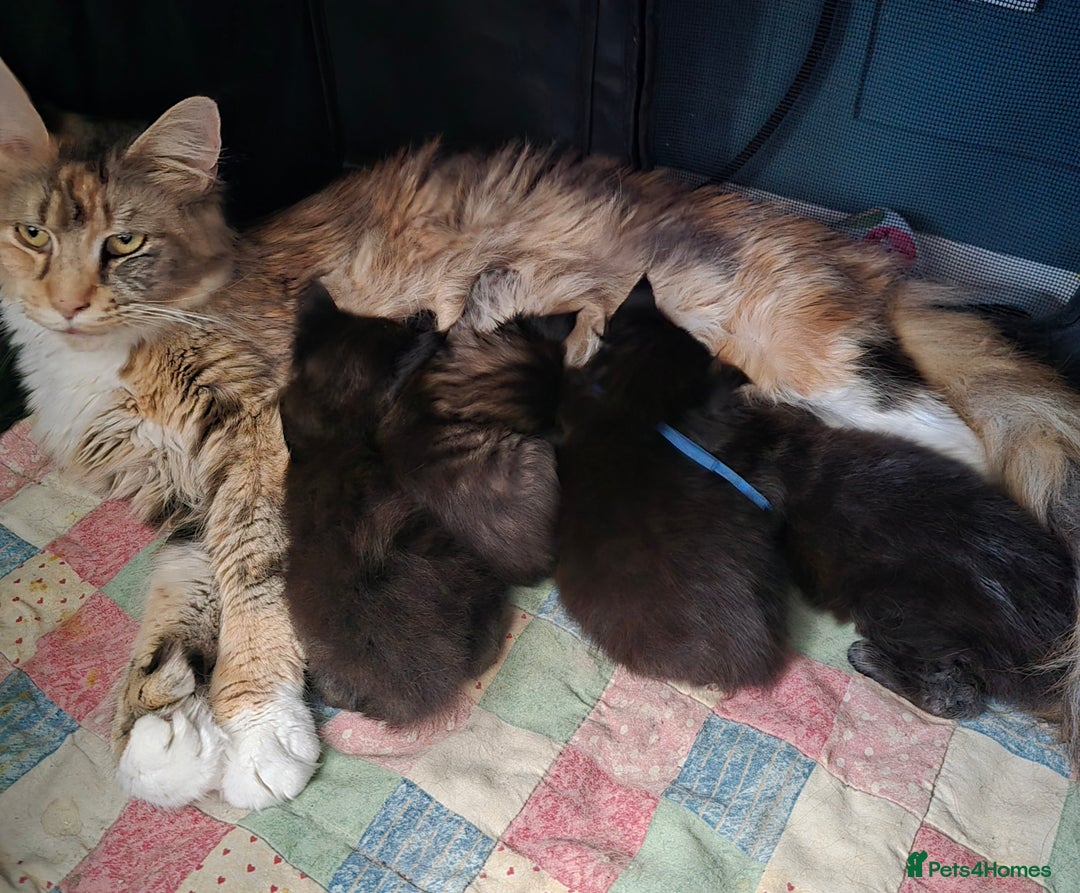 Maine Coon cats for sale: Maine Coon Kittens Polydactyl Russian line - Image 22