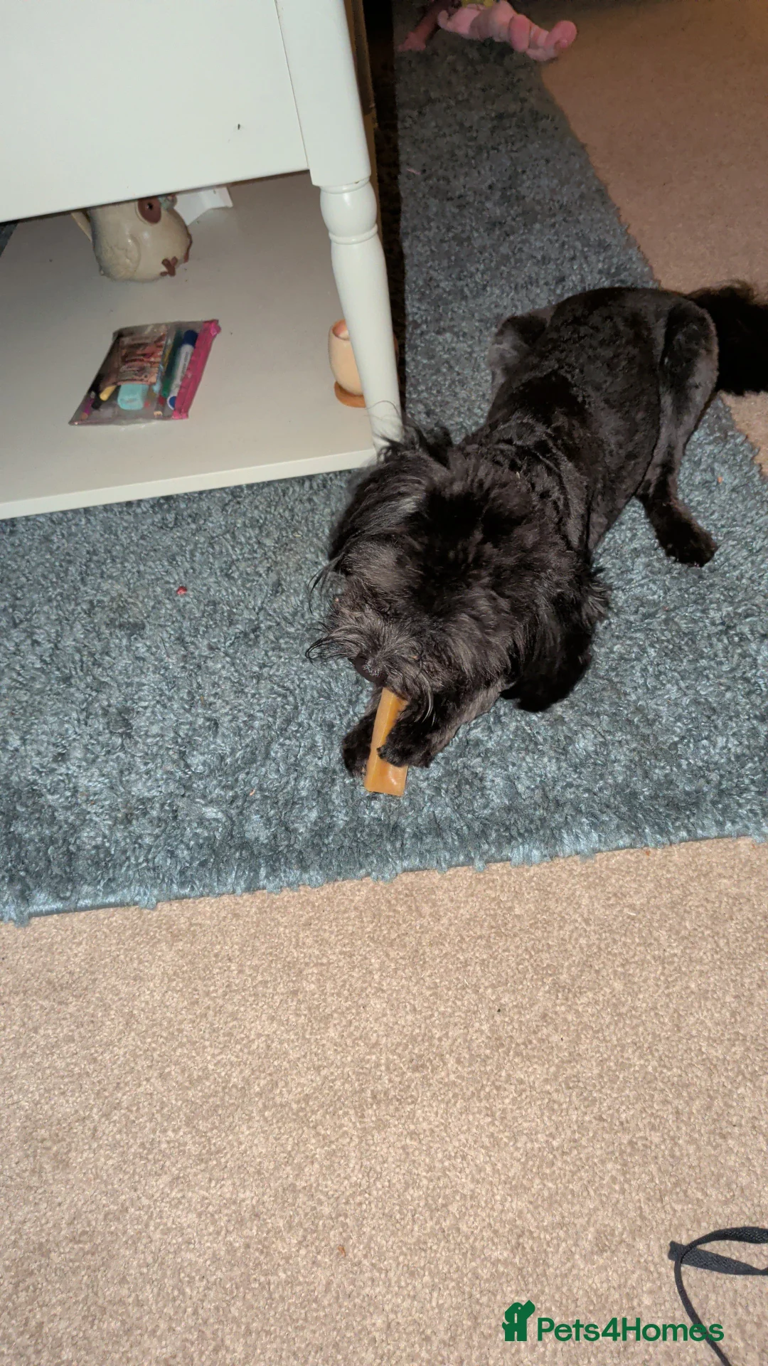 Mixed Breed dogs for sale: Shih Tsu x Pomeranian  in Sleaford - Advert 3