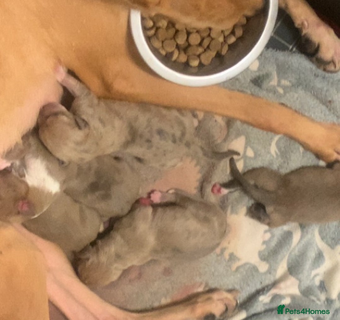 Mixed Breed dogs for sale: Merle Saluki Bull Collie Greyhound - Image 4