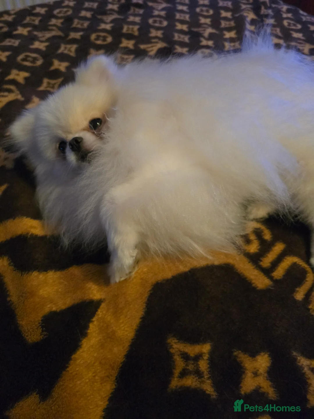 Pomeranian dogs for stud: BEAUTIFUL KC REG.KOREAN POM.BOY OPEN FOR STUD💙 in Bolton - Advert 6