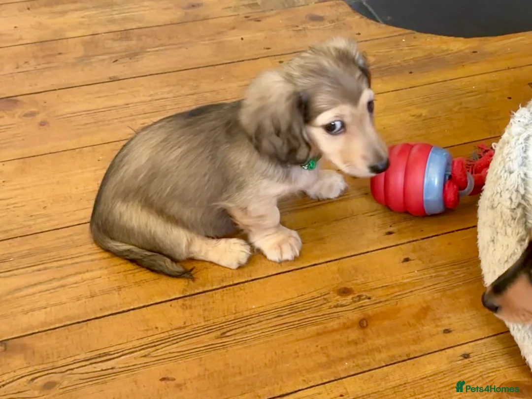 Miniature Dachshund dogs for sale: KC reg mini longhaired dachshund pups 1 girl2xboys - Advert 22