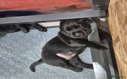Labrador Retriever dogs for sale: Labrador puppies -1 black girl & 3 black boys left - Image 6