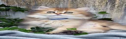 British Longhair cats for sale: British Longhair stunning TICA boy - Advert 4