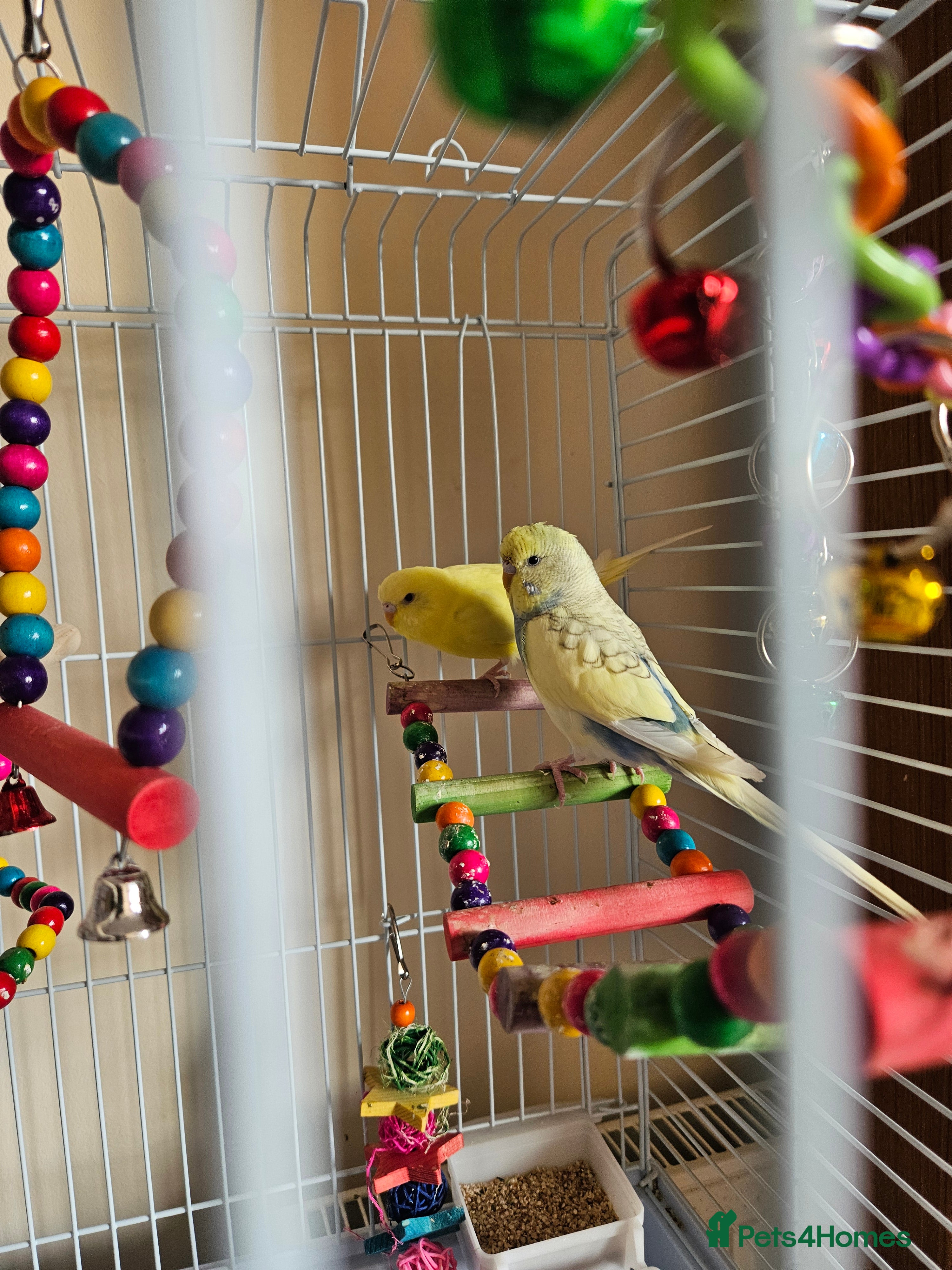 Budgerigars birds Budgirigars for sale  in Bicester - Advert 1