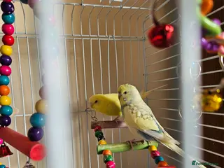 Budgerigars birds Budgirigars for sale in Bicester - Advert 1