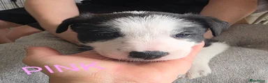 Border Collie Puppy 5