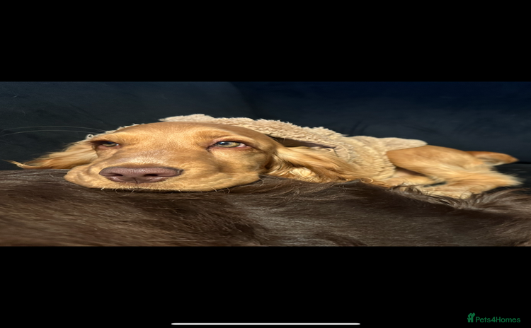 Cocker Spaniel dogs - Advert 7