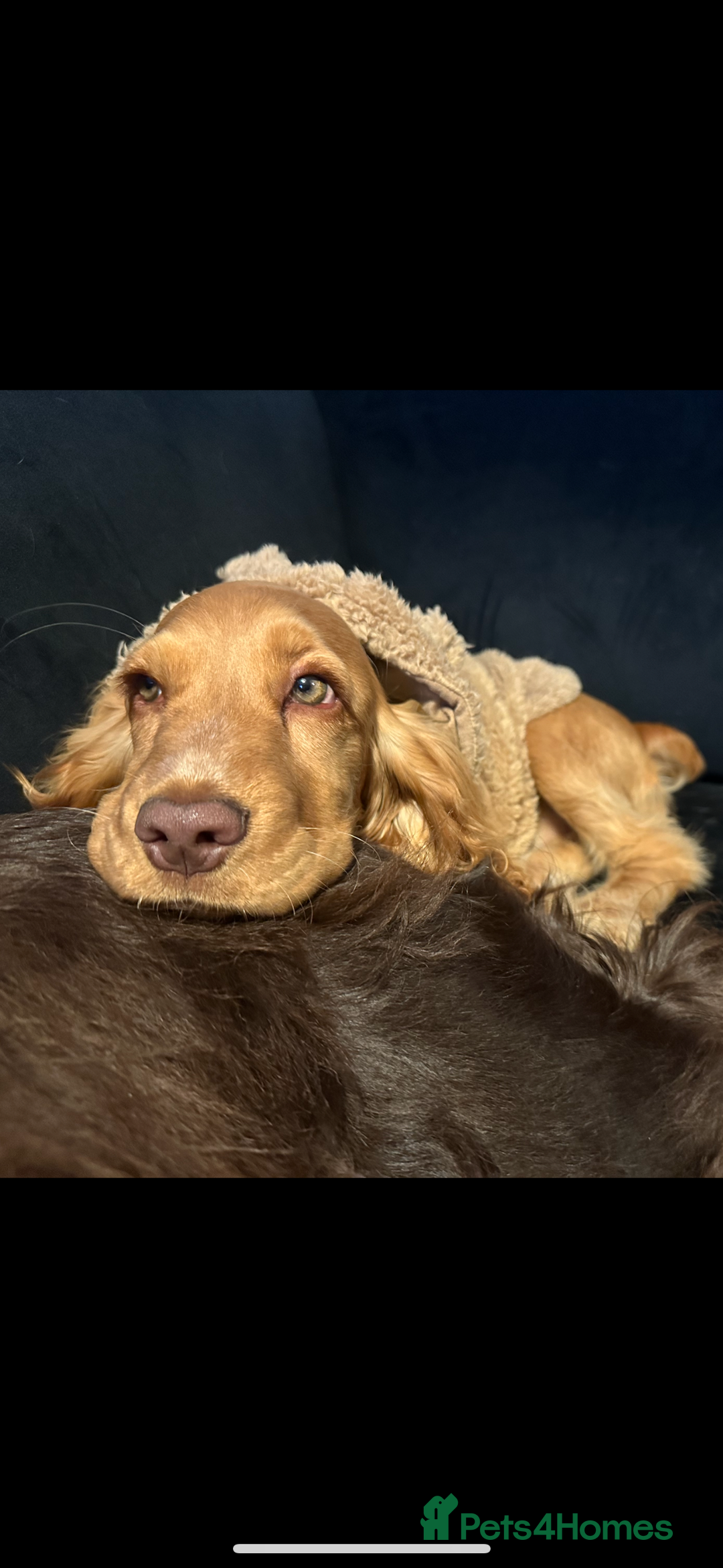 Cocker Spaniel dogs for sale: Fully health tested KC show cocker spaniel  - Image 1