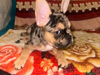 French Bulldog dogs French bulldog puppies fluffy carriers - Advert 17