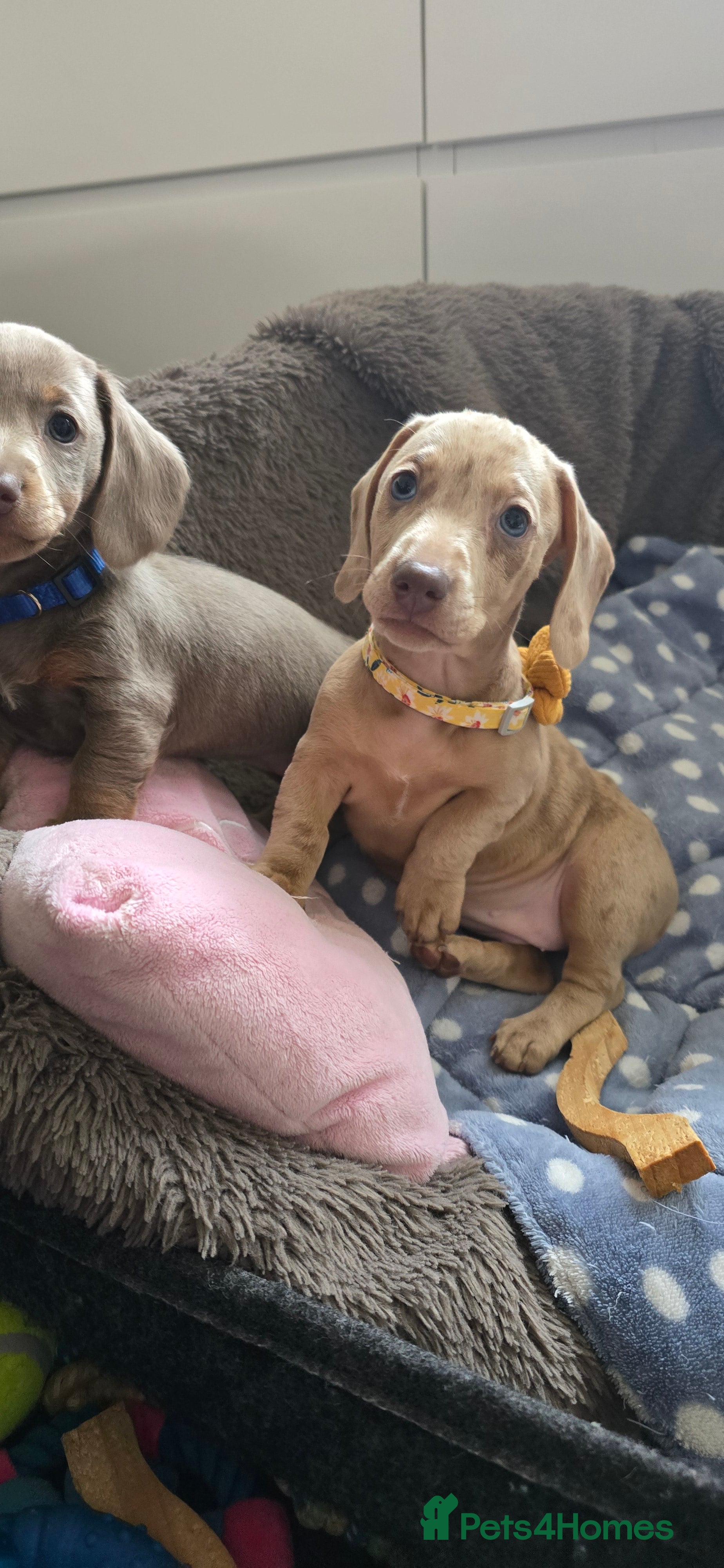 Miniature Dachshund dogs KC registered miniature Dachshund 🐶  - Advert 16
