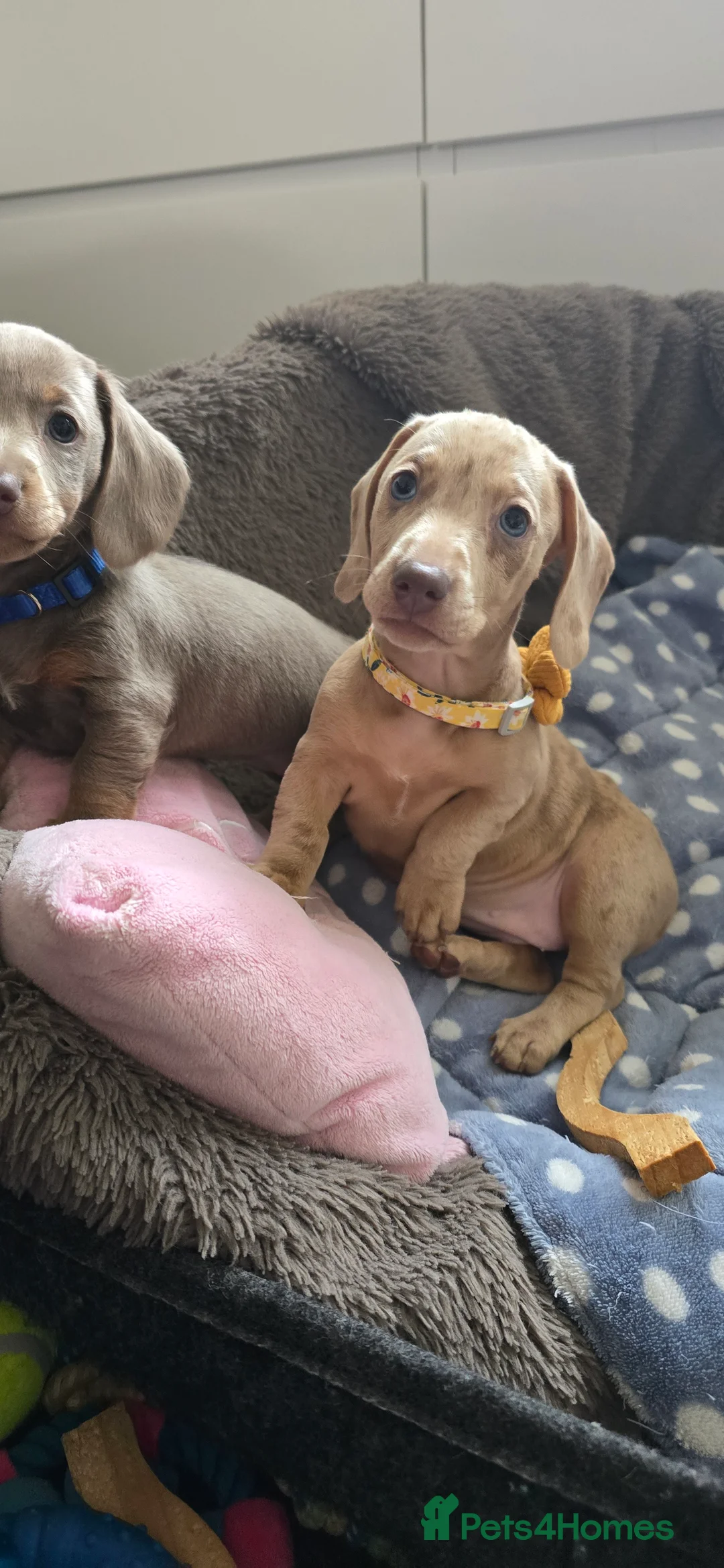 Miniature Dachshund dogs for sale: KC registered miniature Dachshund 🐶  - Advert 1