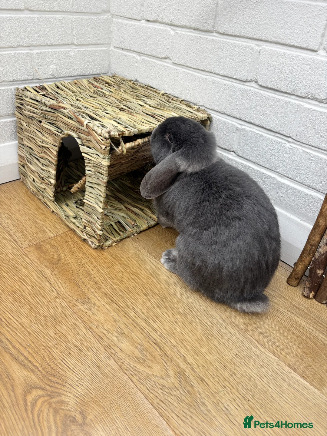 Mini Lop rabbits for sale: 2 Female Adult Mini Lops  - Advert 4