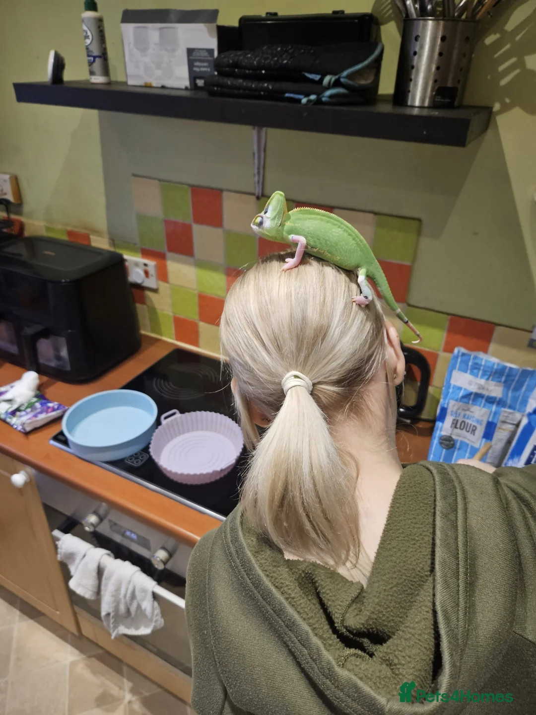 Chameleon reptiles for sale: Yellow veiled chameleon and full setup £150 - Advert 5