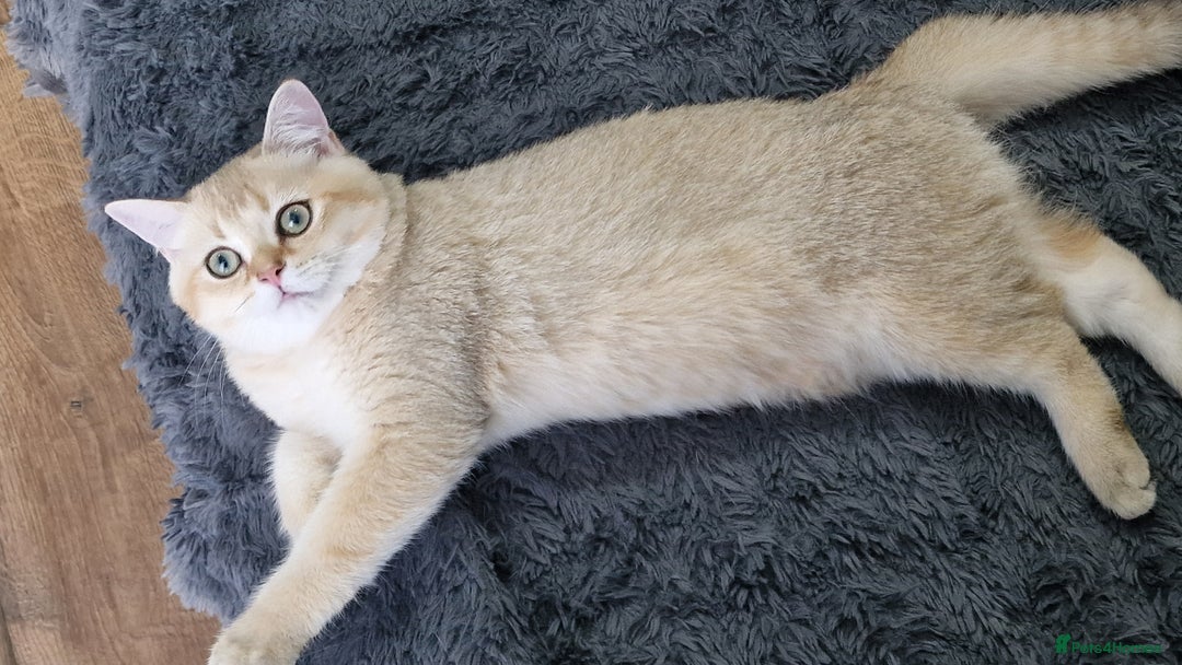 Scottish Fold cats for sale: Scottish straight boy ready to leave - Image 26