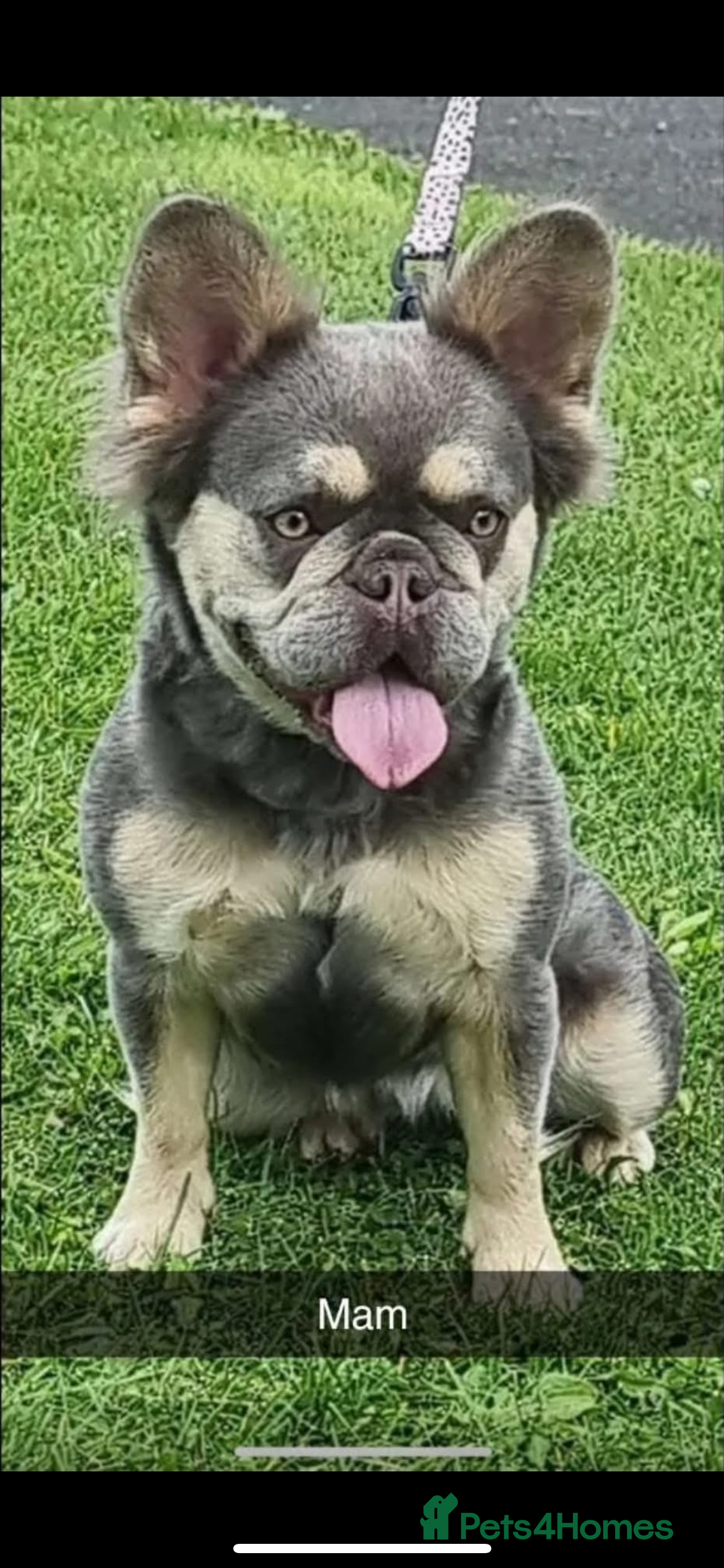 French Bulldog dogs Fluffy French bulldog  - Advert 9