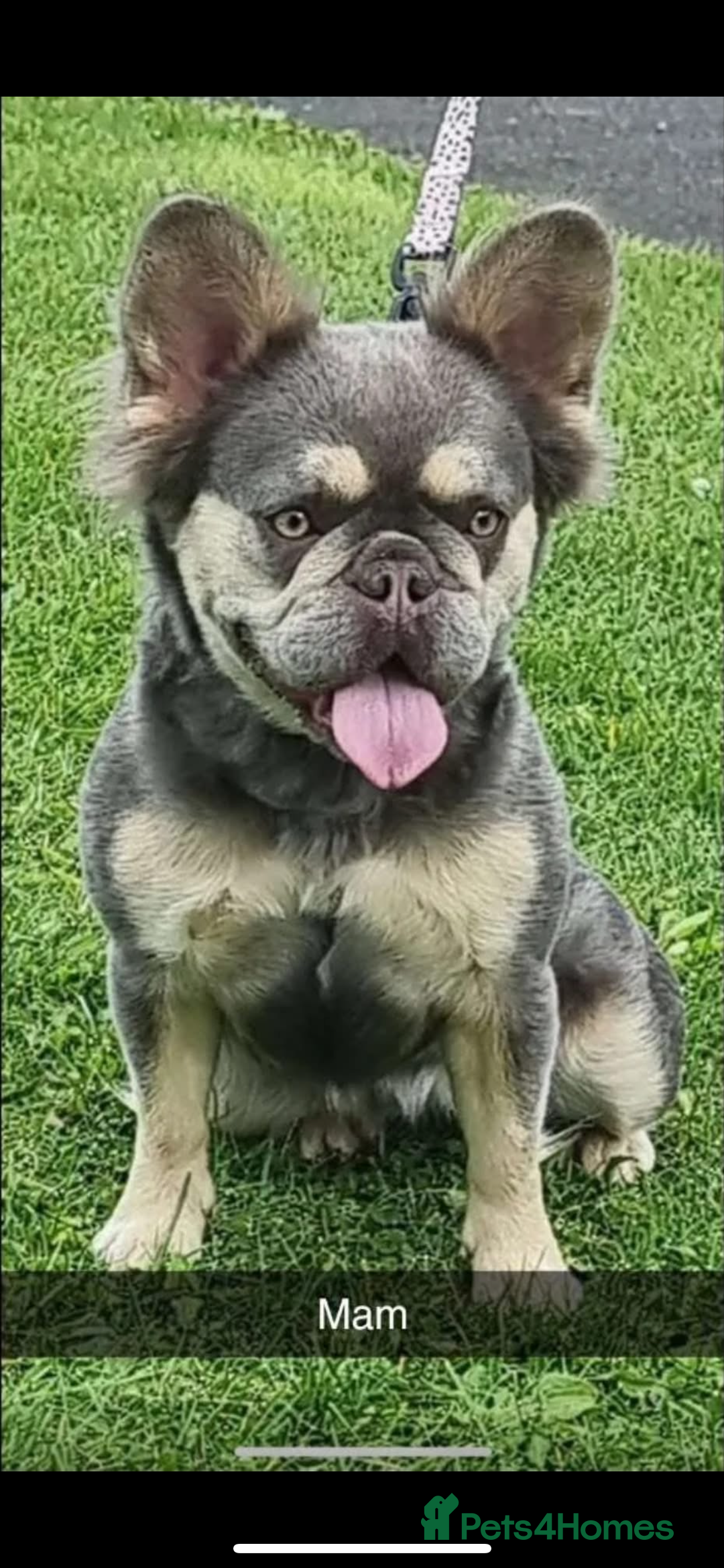 French Bulldog dogs for sale: Fluffy French bulldog  - Advert 1