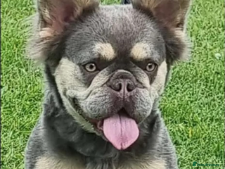 French Bulldog dogs Fluffy French bulldog - Advert 1