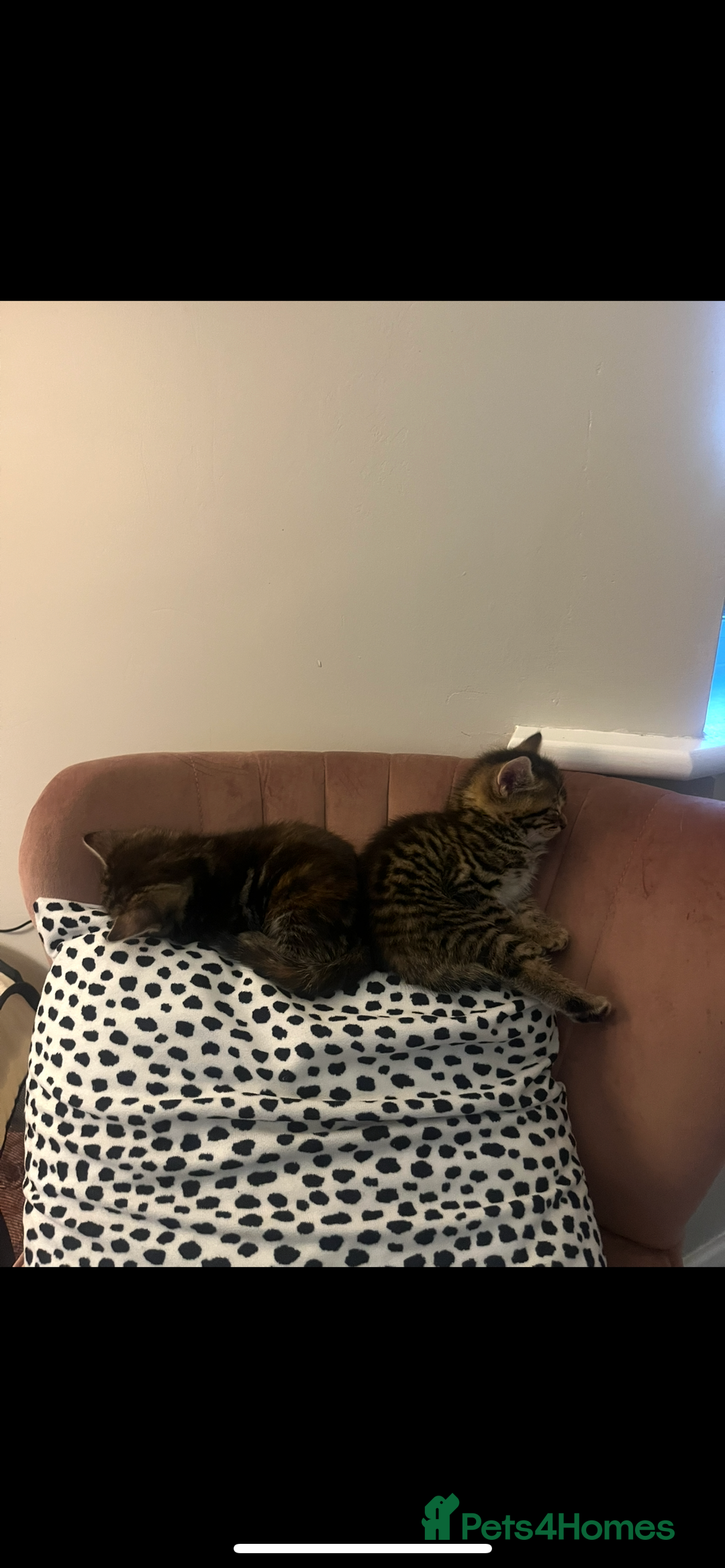 Mixed Breed cats for sale: 5 Adorable Mixed Breed Kittens - Image 17