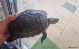 Terrapin reptiles for sale: 2 Terrapins Turtles 3 years adults - Image 9