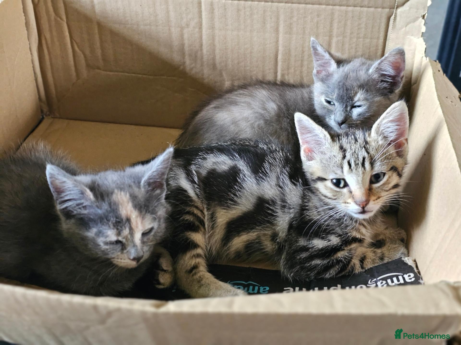 Mixed Breed cats Adorable grey kittens for sale - Advert 3