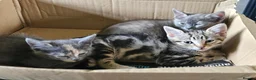 Mixed Breed cats for sale: Adorable grey kittens for sale - Advert 1