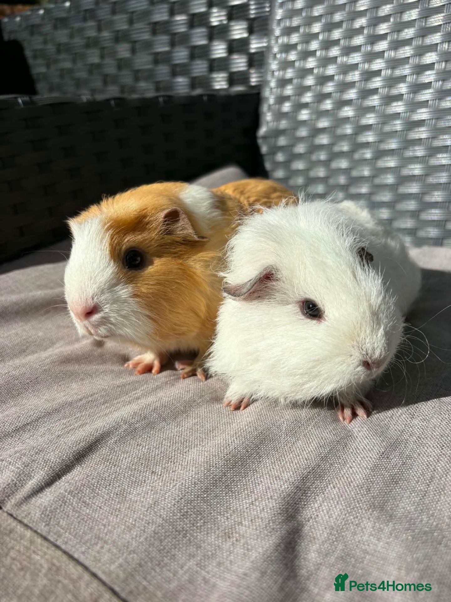 Guinea Pig rodents Sows and Trio of Boars  - Advert 2