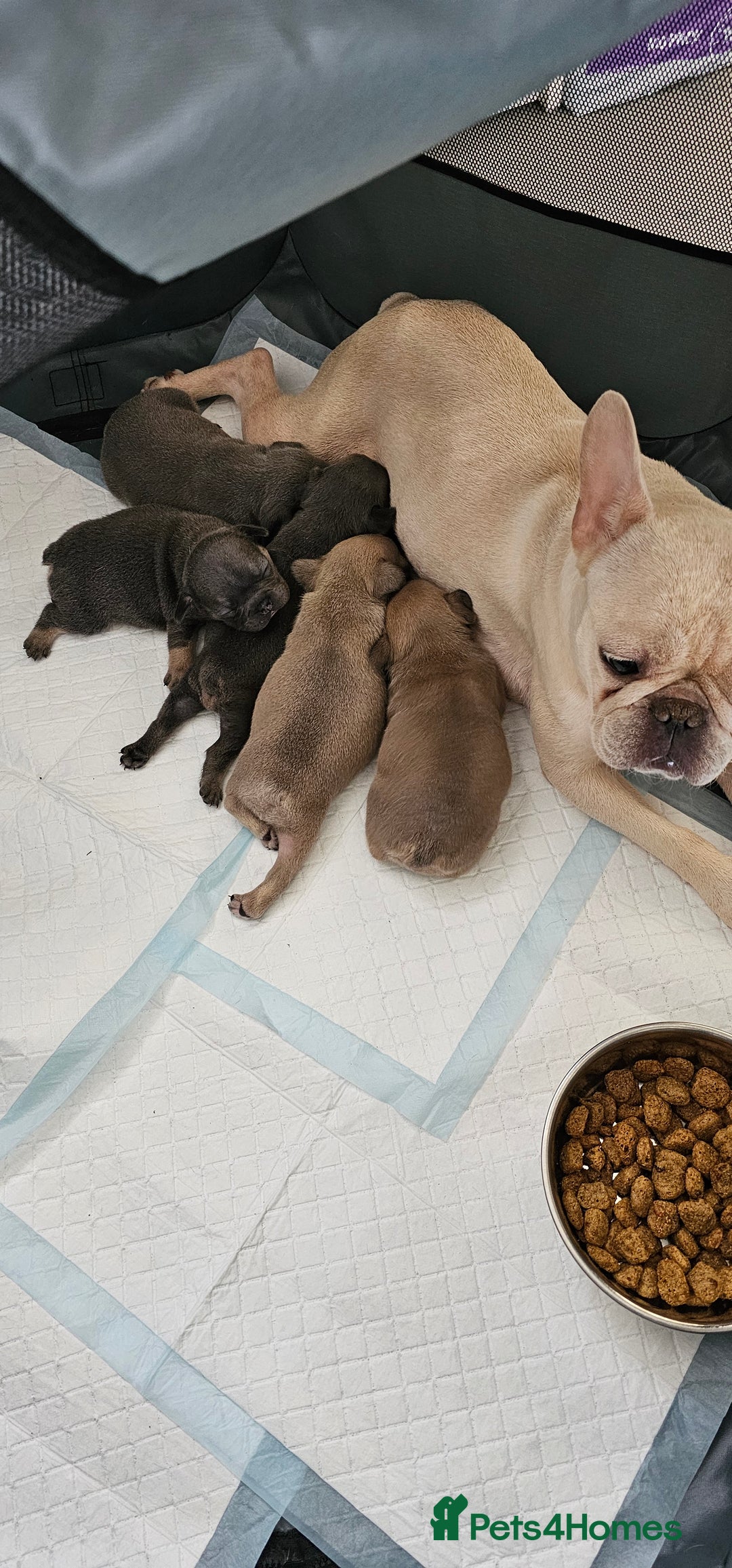 French Bulldog dogs for sale: 4 KC REG FRENCH BULLDOGS  - Image 5