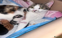 Domestic Shorthair cats for sale: 5 adorable kittens - Image 2