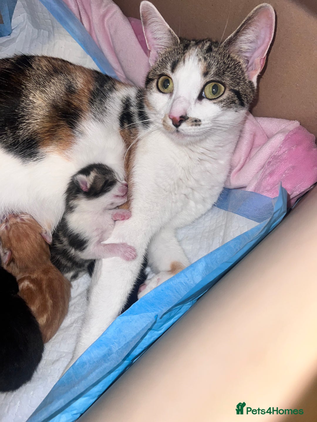 Domestic Shorthair cats for sale: 5 adorable kittens - Image 2