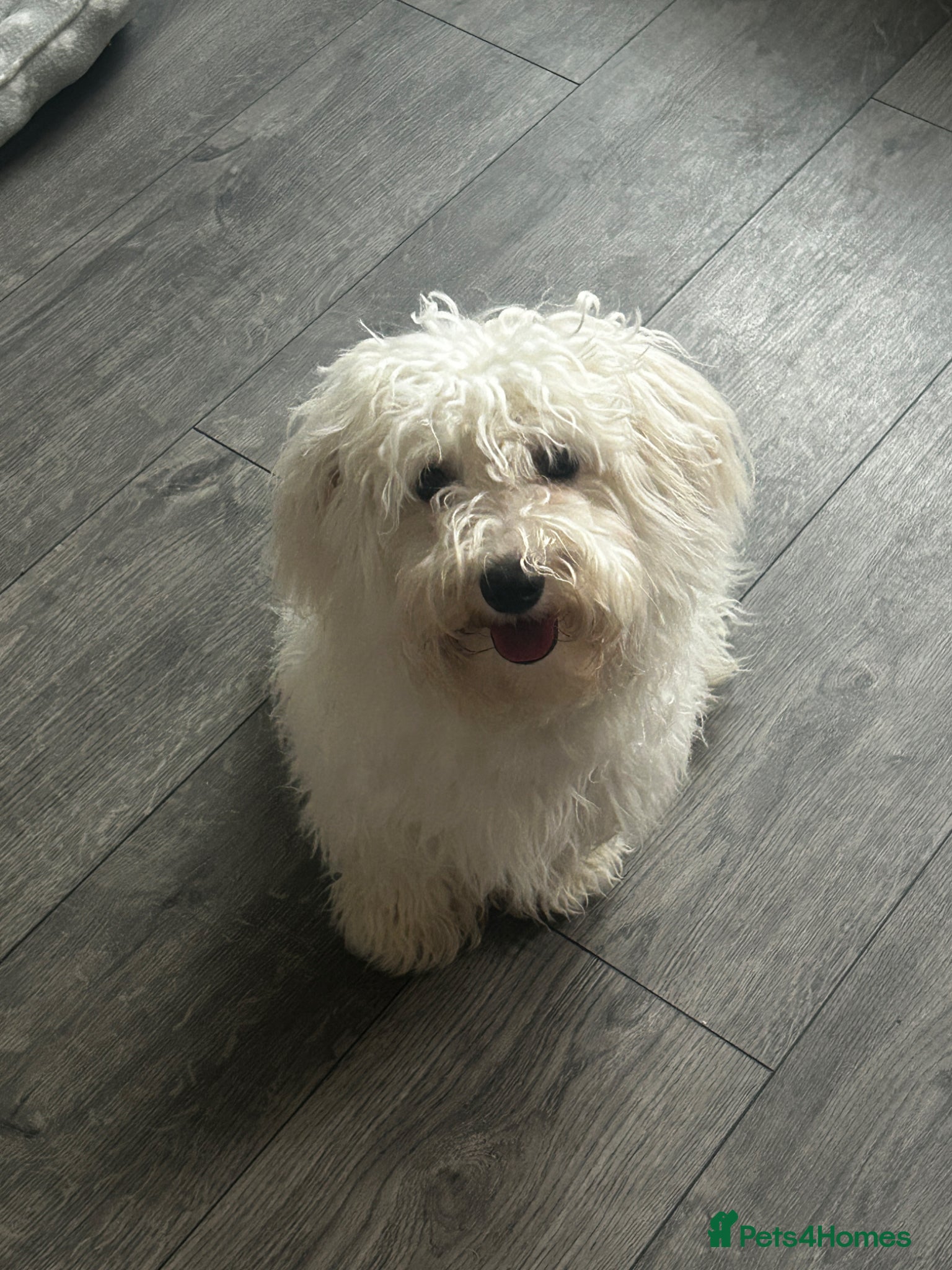 Bichon Frise dogs Bichon frise - Advert 3