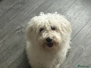 Bichon Frise dogs Bichon frise - Advert 3