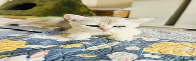 Scottish Fold 3