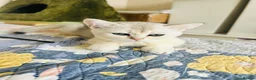 Scottish Fold cats for sale: BEAUTIFUL KITTENS LOOKING FOR THEIR FOREVER HOMES! - Advert 12