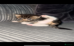 Bengal cats for sale: Bengal/Tabby - Image 10