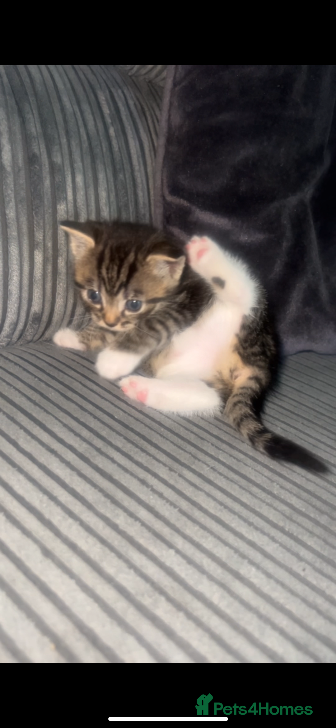 Bengal cats for sale: Bengal/Tabby - Image 10