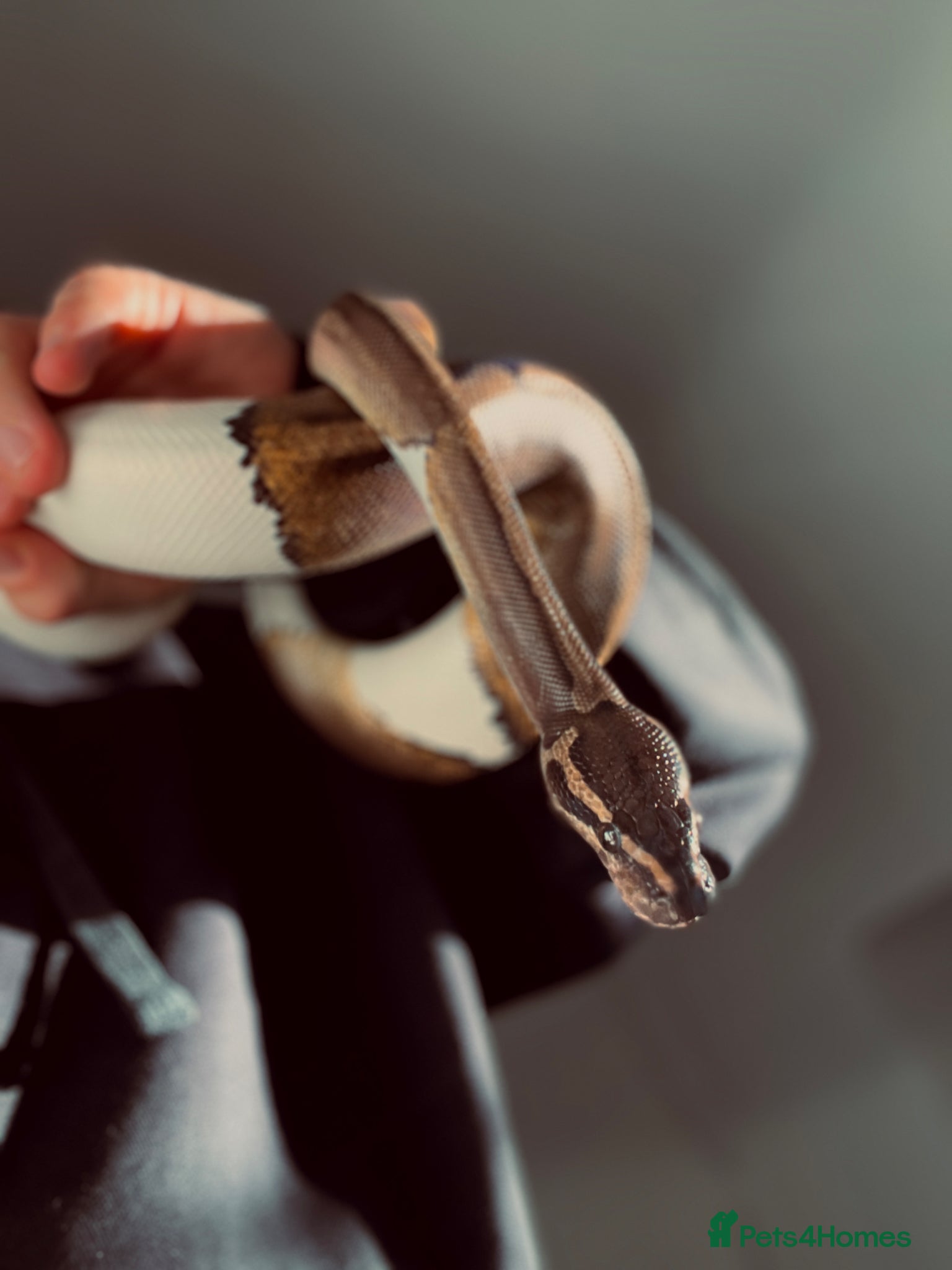 Python Snake reptiles Pied Ball Python  - Advert 1