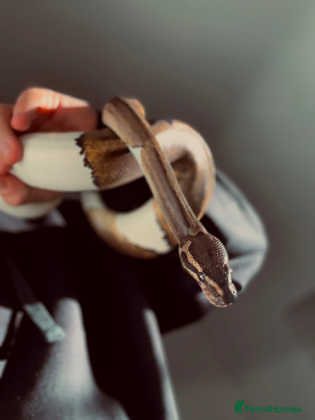 Python Snake reptiles for sale: Pied Ball Python  in Bromley - Advert 1