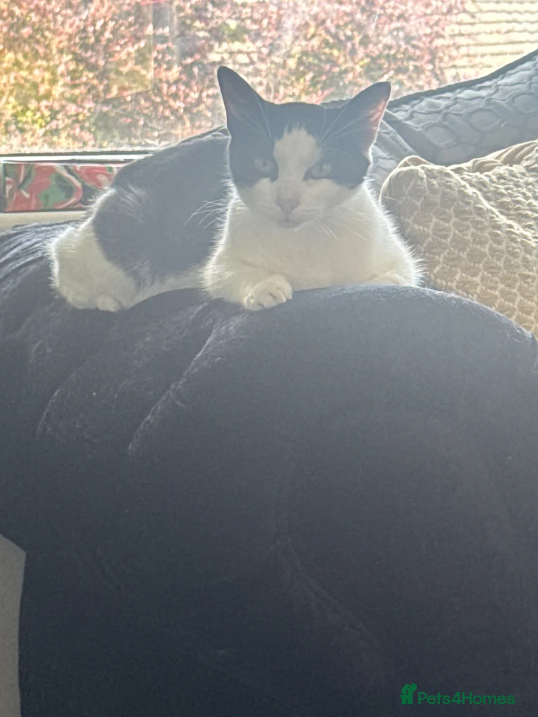 Mixed Breed cats for sale: Tuxedo kitten  - Advert 1