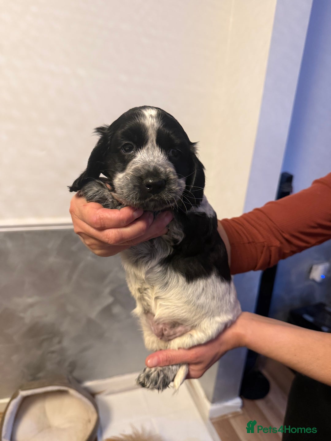 Cocker Spaniel dogs for sale: Show Type Cocker Spaniels - 3 colours available! - Image 7